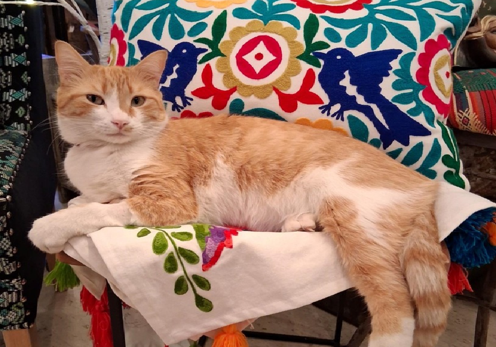 Orange and white cat lounging on embroidered cushion