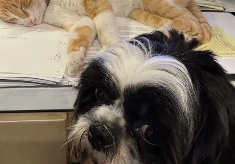 Black-and-white dog with sleeping orange cat on desk
